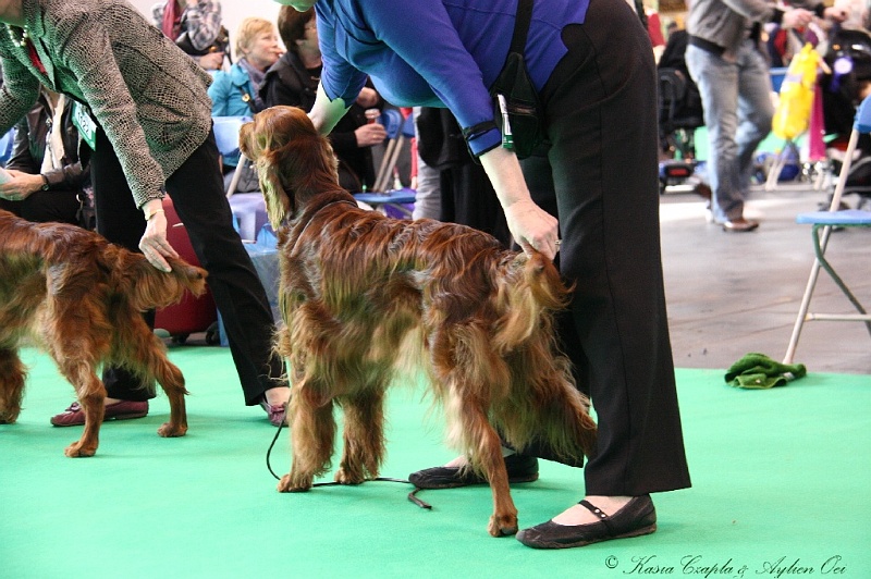 Crufts2011 677.jpg